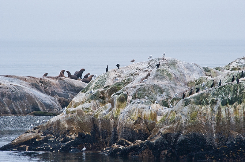 Alaska Wildlife-8.JPG